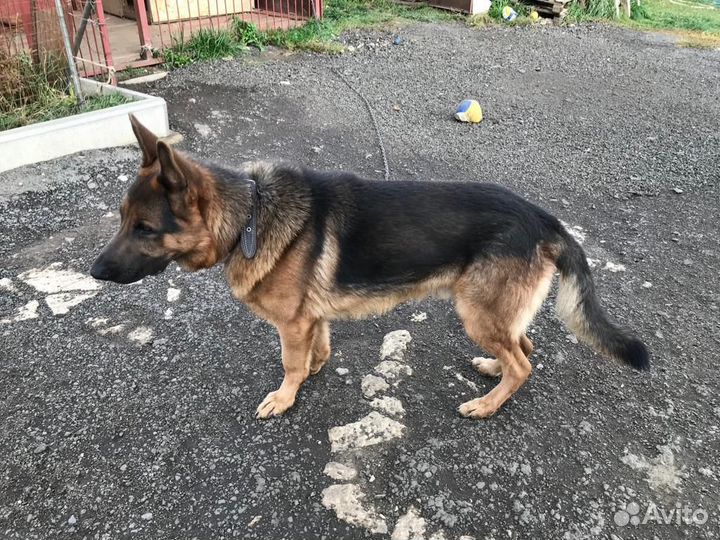 Кобель для вязки