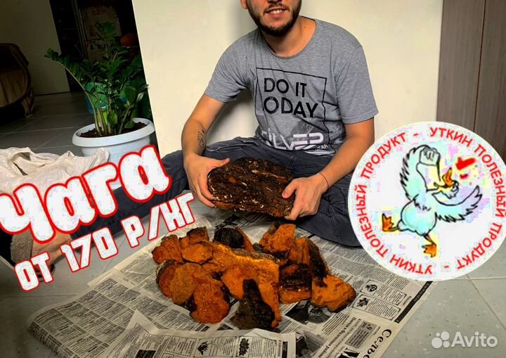 Чага сушеная кусковая / Продаем и Принимаем