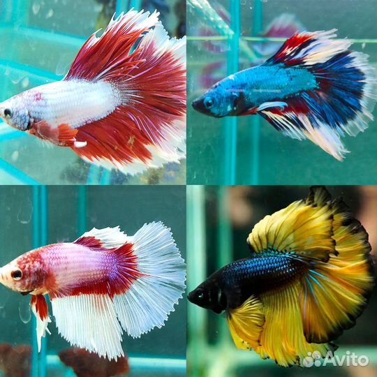 Аквариумные рыбки Петушки - халфмун