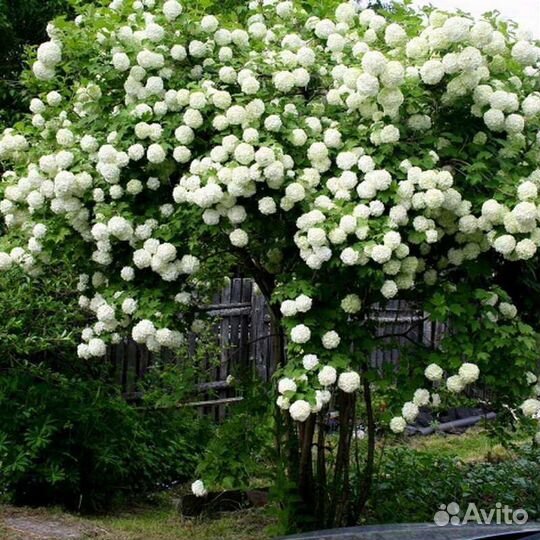 Калина Бульденеж