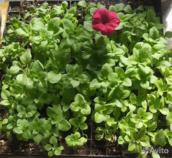 Расада пятуния