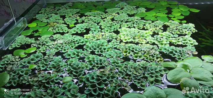 Аквариумные растения