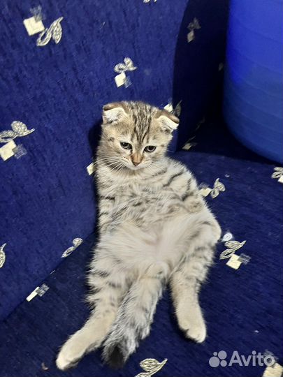 Тигровый окрас