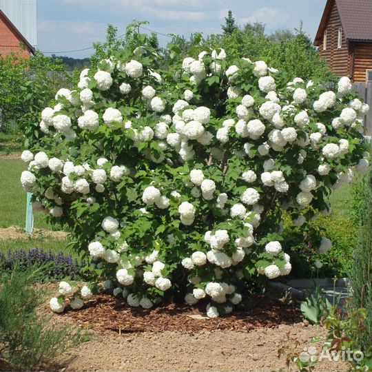 Калина бульданеж