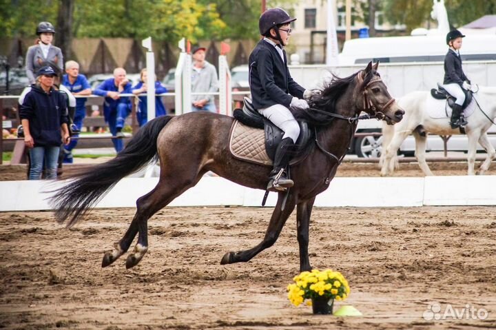 Продам. Уэльский пони