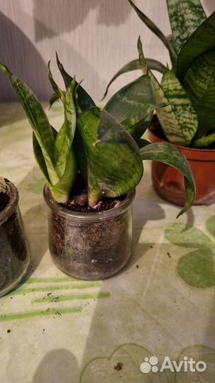 Сансевиерия