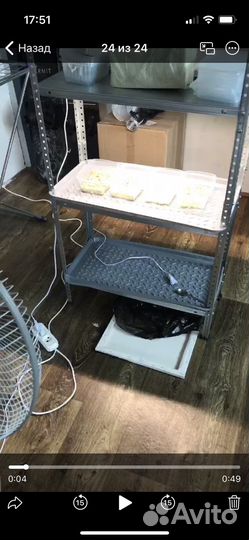 Микрозелень