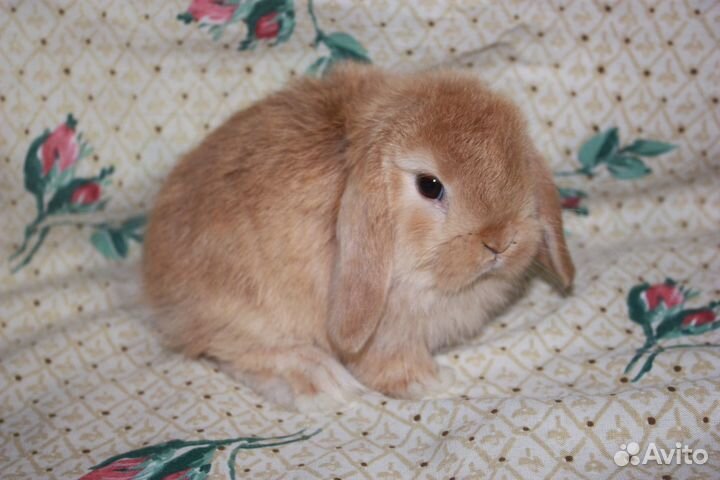 Вислоухие крольчата Mini Lop