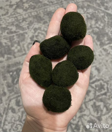 Кладофора шаровидная/мох маримо