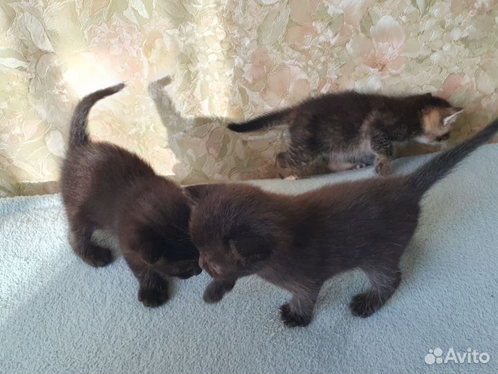 Котята шотландской