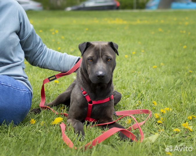 Метис шарпея в приюте ждет семью
