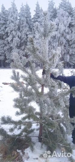 Ёлки живые