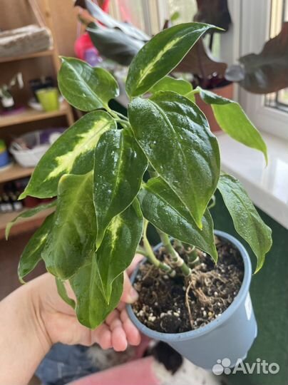 Диффенбахия камилла