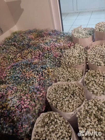 Гипсофила опт и розница