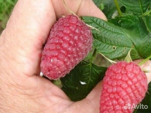 Малина саженцы, сорт Новость Кузьмина