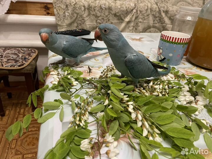 Ожереловый попугай молодой