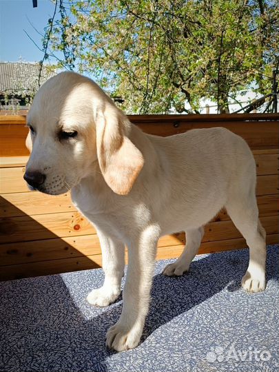 Элитные щенки лабрадора