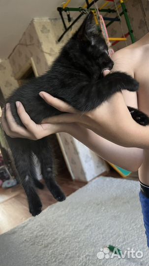 Черный котенок мальчик в добрае руки