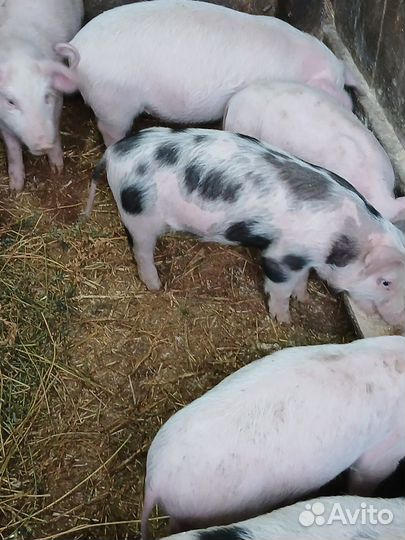 Поросята ландрас дюрок