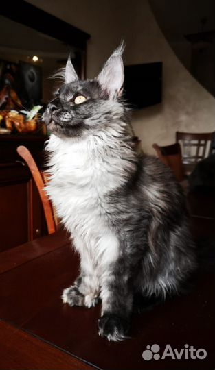 Котёнок мейн-кун 4 мес