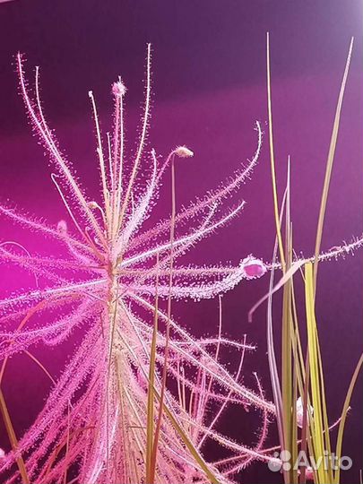 Прекрасная Библис. Библис льноцветковый