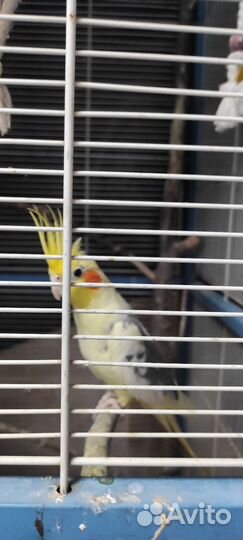 Попугай корелла с клеткой