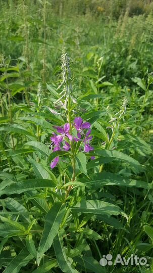 Иван-чай ферментированный черный