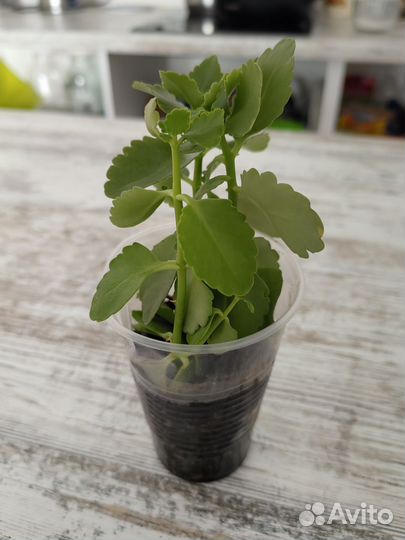 Каланхоэ детки укорененные