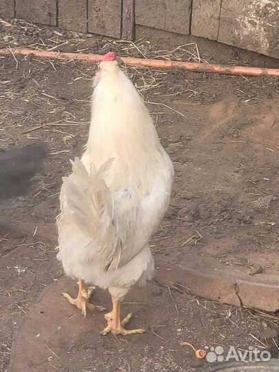 Молодые петухи