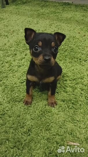 Мини той-терьер щенки