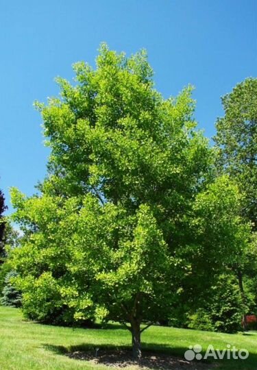 Гингко Билоба