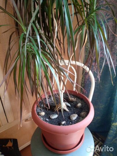 Пальма драцена