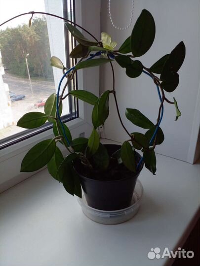 Хойя. Фикус. Сансевьера