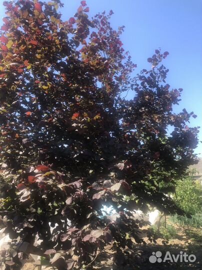 Саженцы фундук краснолистный