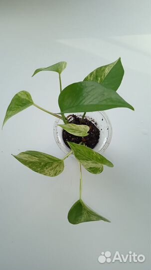 Сциндапсусы(эпипремнумы):Треби, Марбл Квин, Аурэум