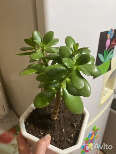 Денежное дерево