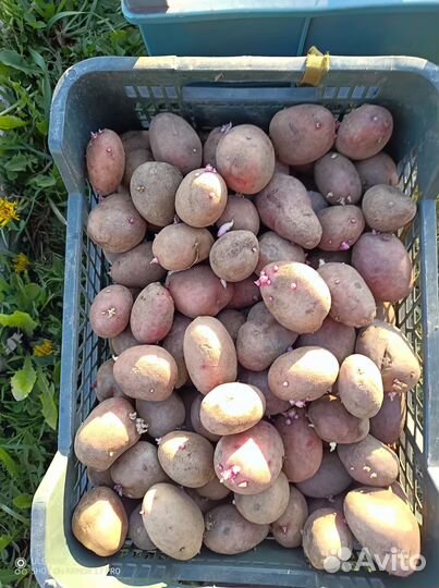 Отдам семенной картофель