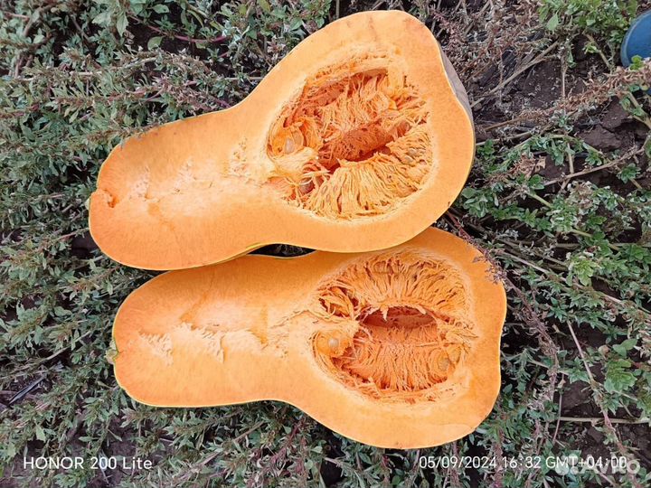 Тыква сорт Гитара