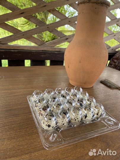 Яйца перепелиные, инкубационное, мясо