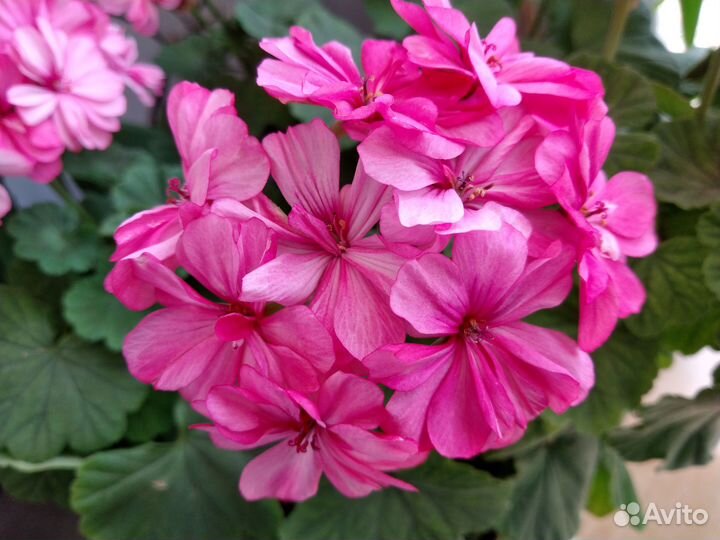 Пеларгония зональная Occold Lagoon