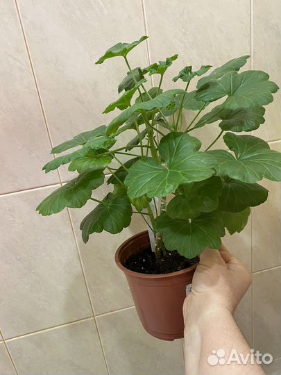 Пеларгония герань