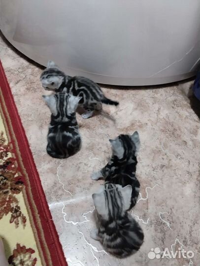 Шотланская