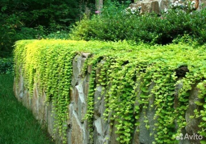 Будра и вербейник (лизимахия) ампельные