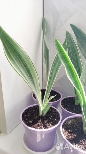 Сансевиерия Металлика сортовая