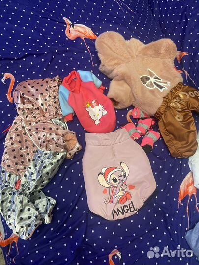 Одежда для маленьких собак