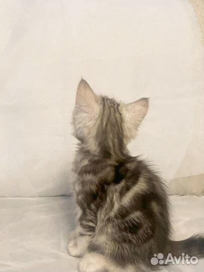 Шотландская