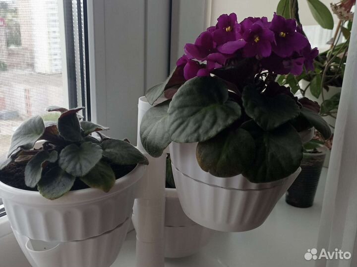 Комнатные растения цветы