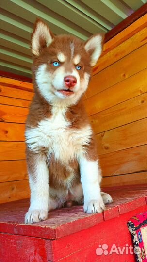 Щенки хаски