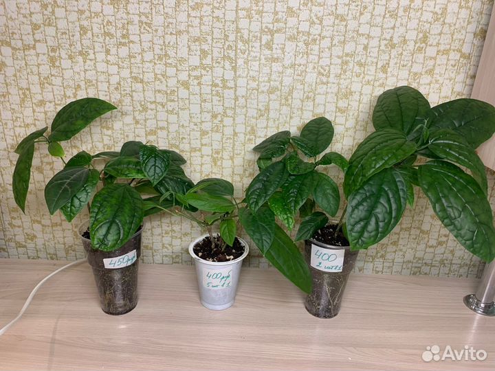 Клеродендрум томпсона