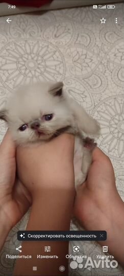 Котята экзотики